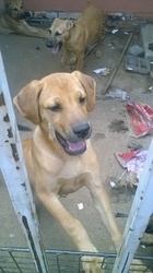 boerboel x ridgeback