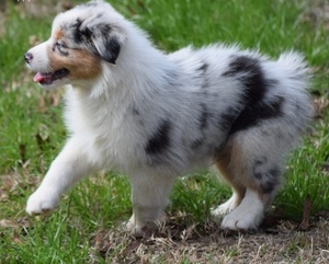 Registered Australian Shepherd Puppies - Knysna - free ...