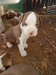 pitbull puppies pretoria