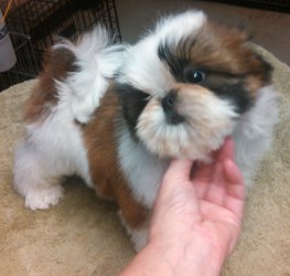 kusa registered shih tzu breeders