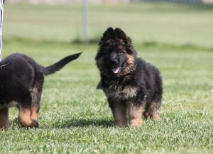 german shepherd puppies for sale free state