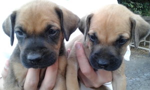 labrador boerboel mix