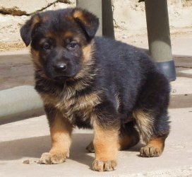 german shepherd puppies for sale free state